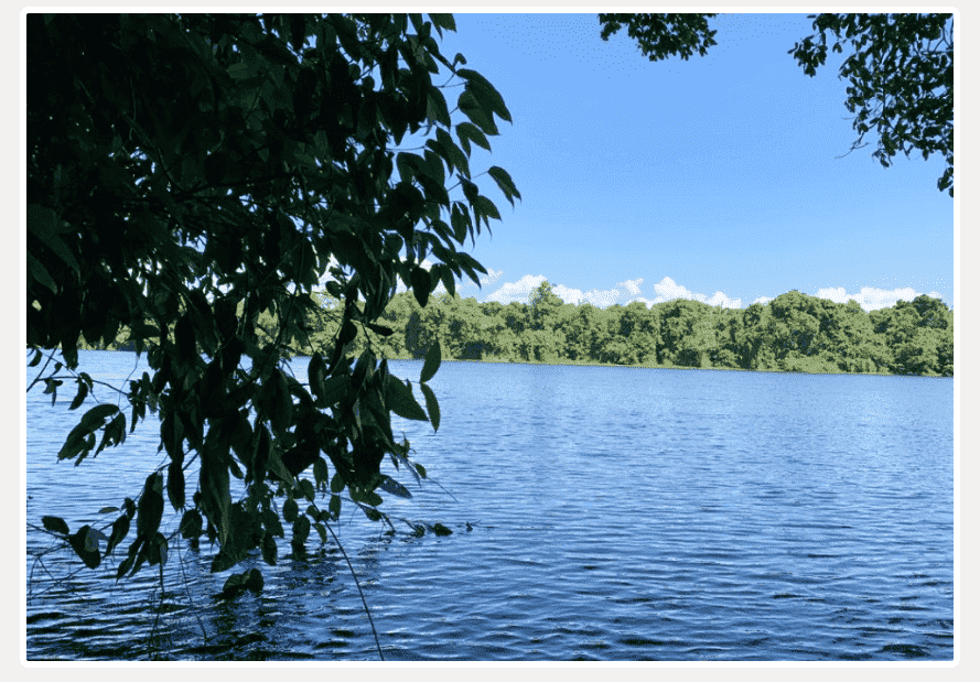 NFT /nfts/amazon-green-wall-club-v2/5412_new.png