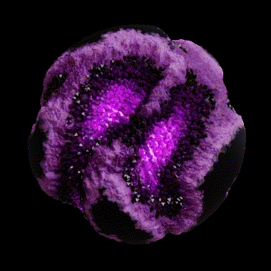 ASM Genesis Brains 🧠 通过 NFT 拥有的独特人工智能。 /nfts/asm-gen-ii-brains/asm-gen-ii-brains.gif