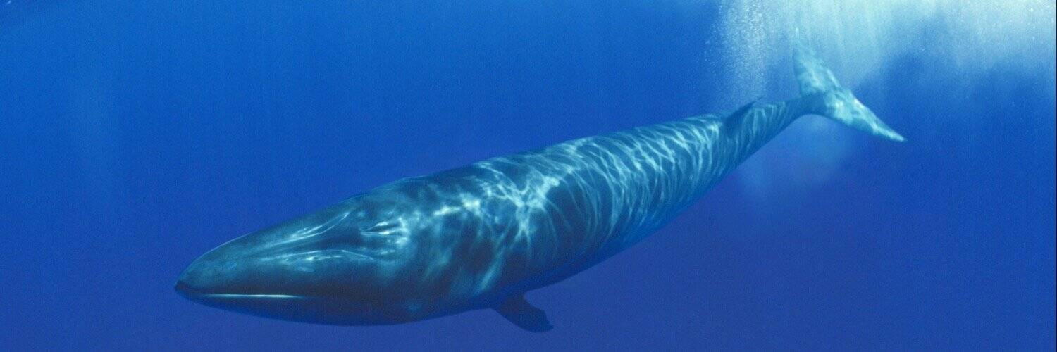 /nfts/daily-whales/1500x500.jpg