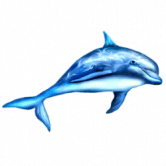/nfts/delfin/delfin.png