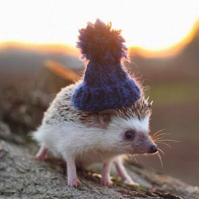 /nfts/hedgehog/_r_N8Z2D_400x400.jpg