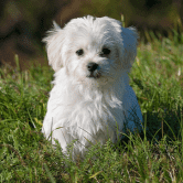 基本利率:每24小时+2%(每小时+0.0832%) * 合约总金额奖励:平台地址余额每 50,000k TRX +0.1% /nfts/trondogs/trondogs.png